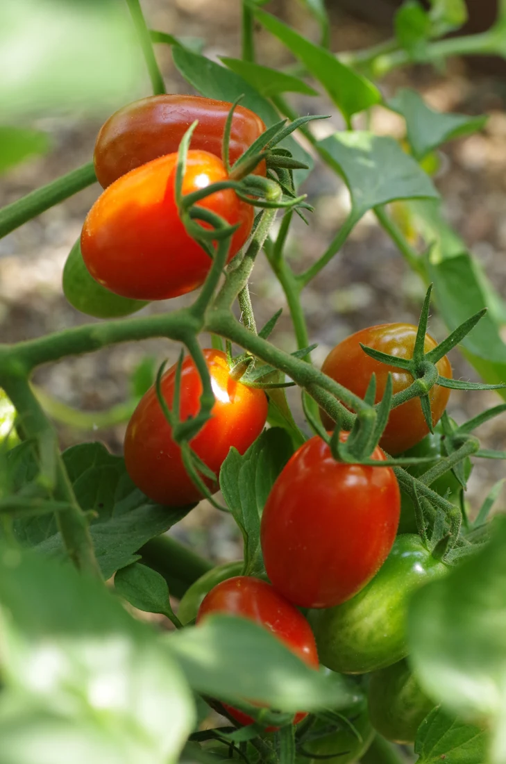 Tomato crop in a greenhouse cultivation environment