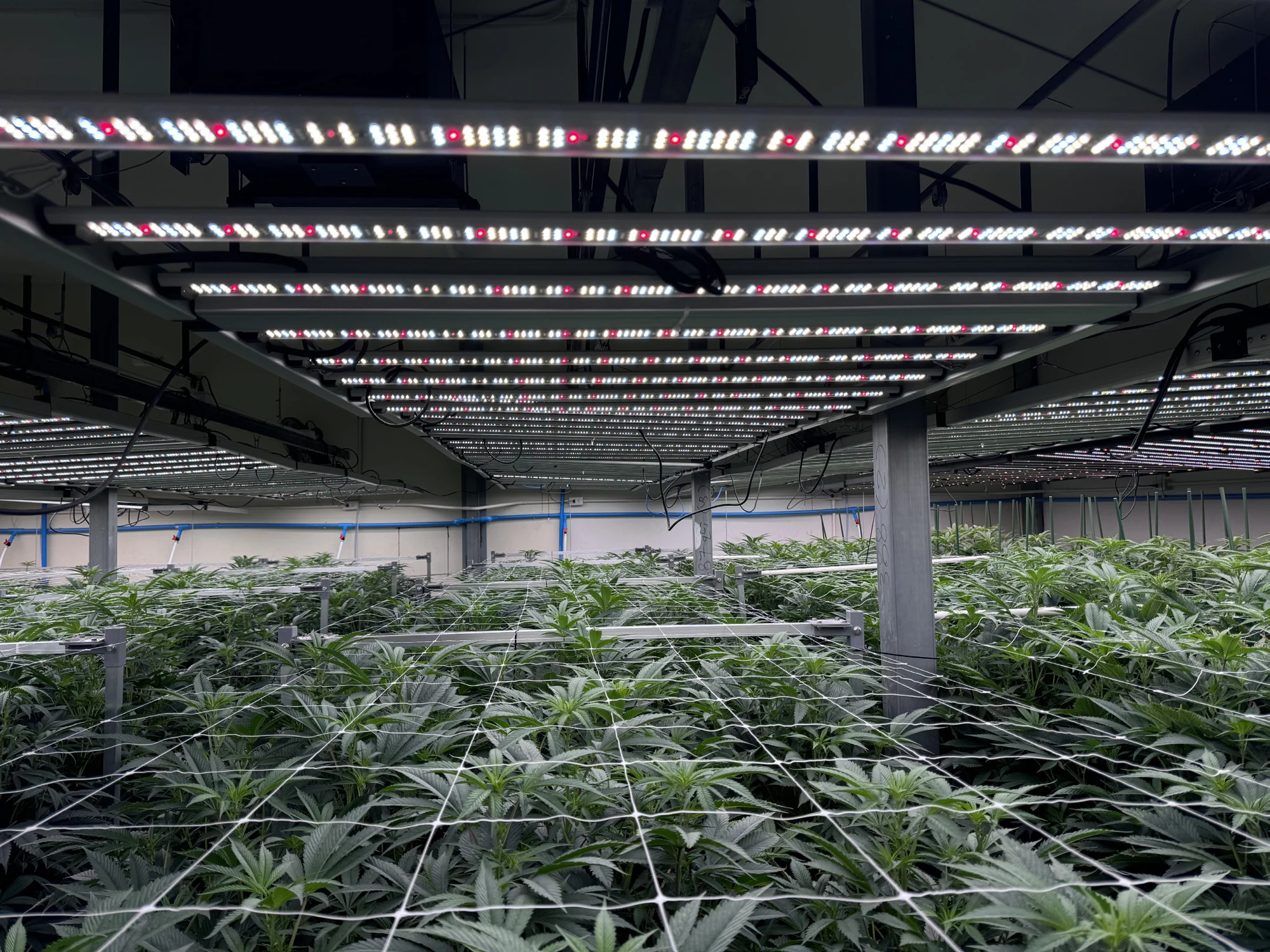 LED lighting installed above a commercial indoor crop canopy