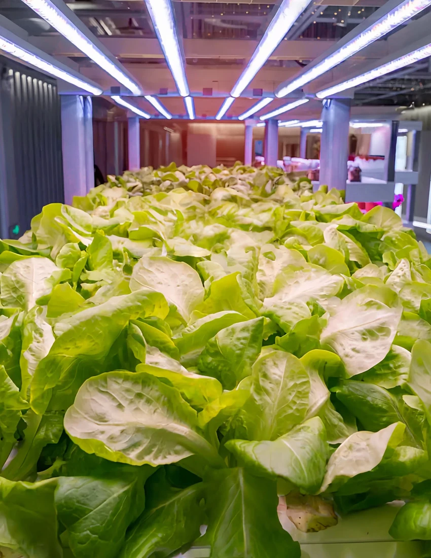 Leafy greens cultivated under linear grow lighting